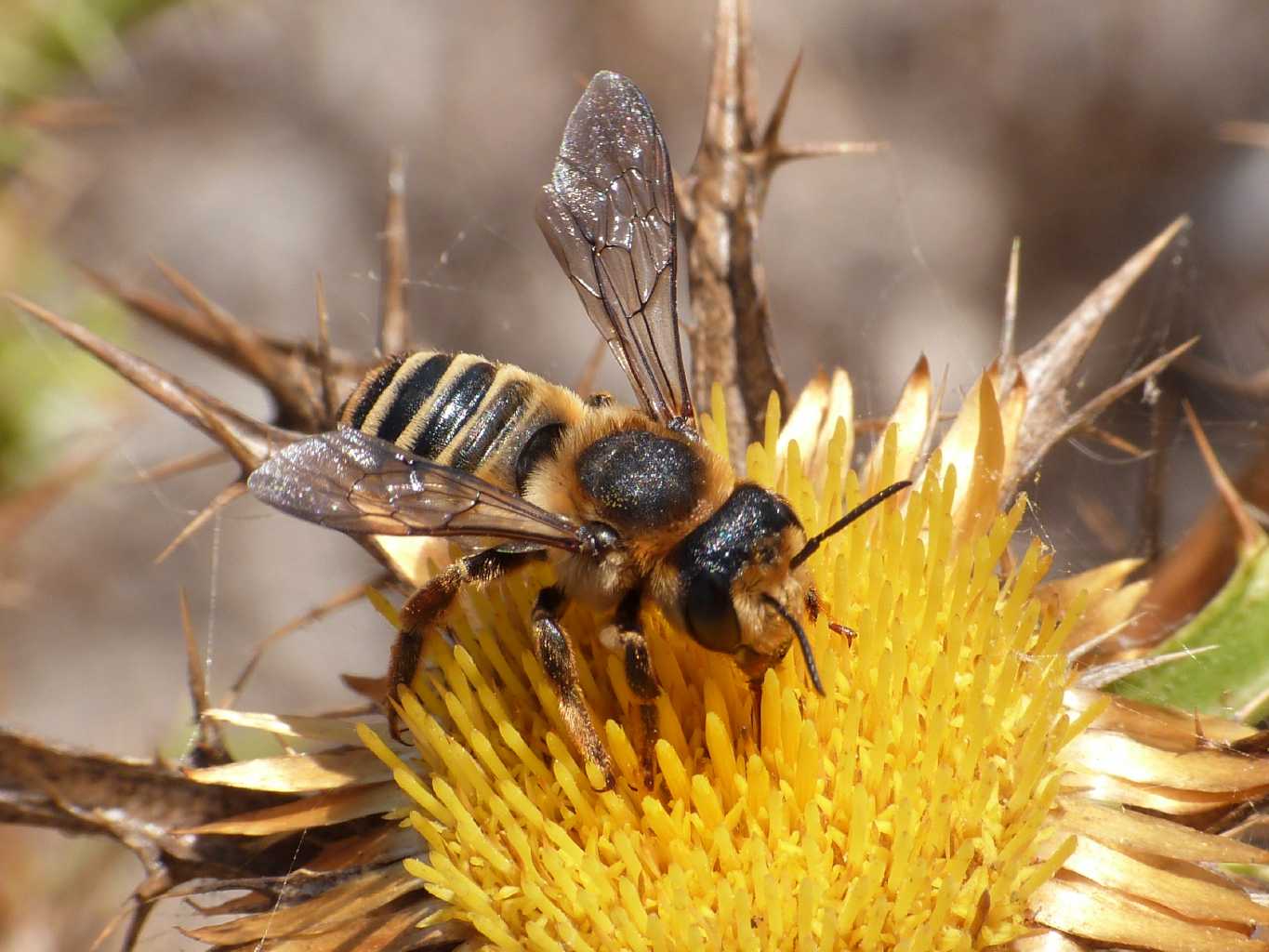 Megachile sp.